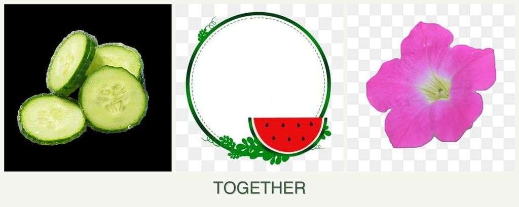 Can you plant cucumbers, watermelons and petunias together?