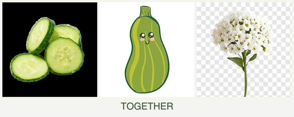 Can you plant cucumbers, zucchini and alyssum together?