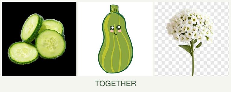 Can you plant cucumbers, zucchini and alyssum together?