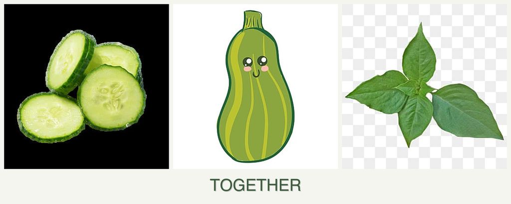 Can you plant cucumbers, zucchini and basil together?