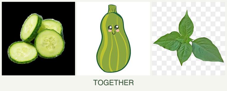 Can you plant cucumbers, zucchini and basil together?