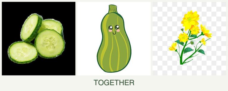 Can you plant cucumbers, zucchini and calendula together?