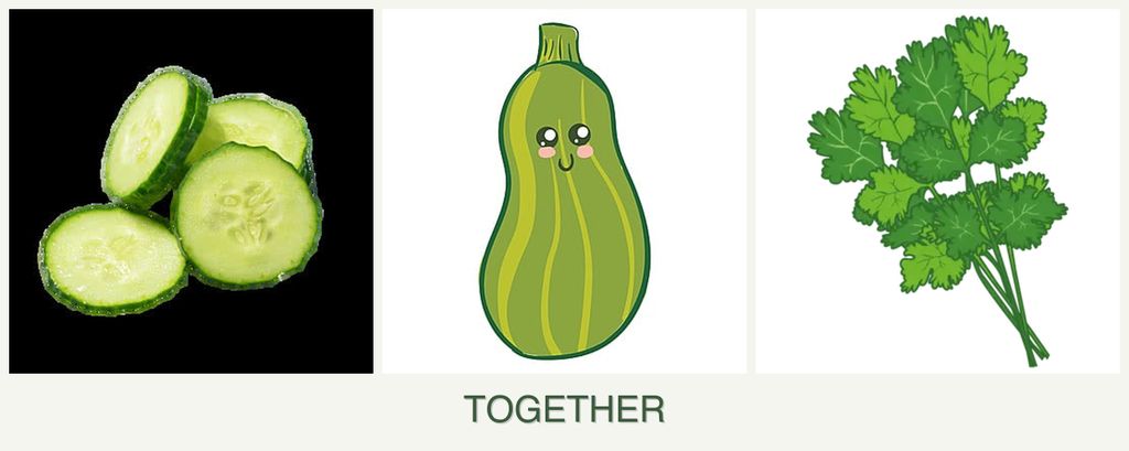 Can you plant cucumbers, zucchini and cilantro together?