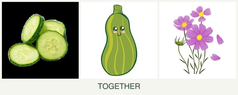 Can you plant cucumbers, zucchini and cosmos together?