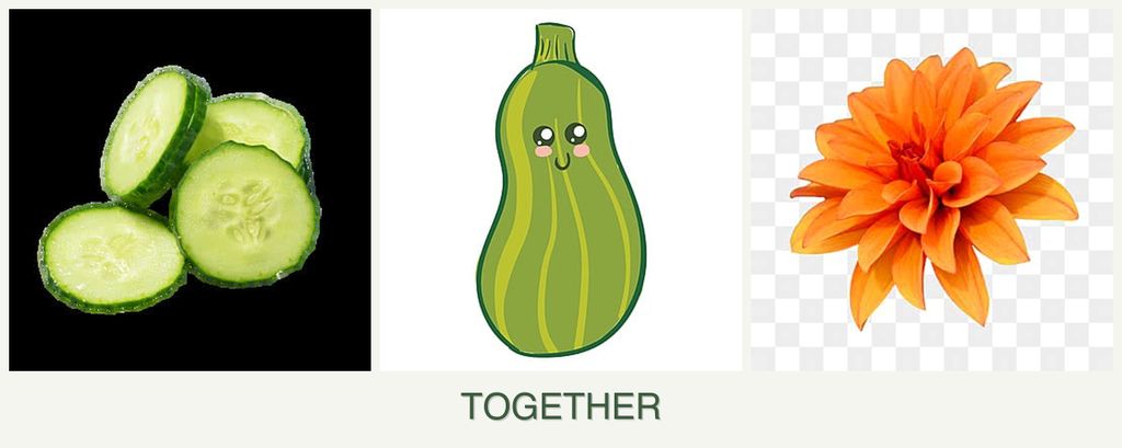 Can you plant cucumbers, zucchini and dahlias together?