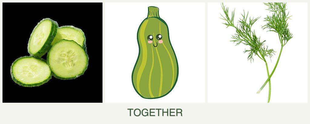Can you plant cucumbers, zucchini and dill together?