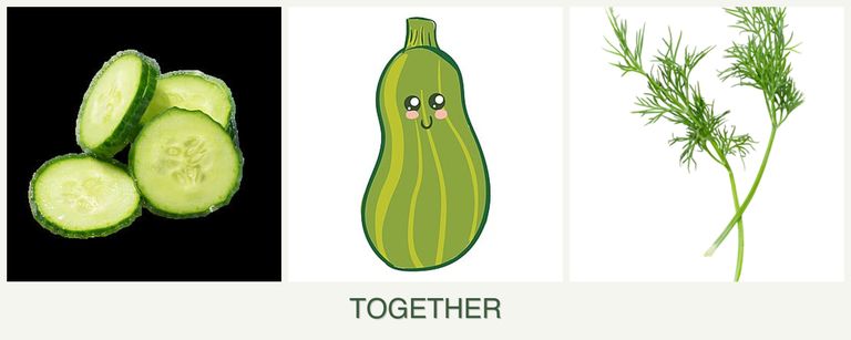 Can you plant cucumbers, zucchini and dill together?