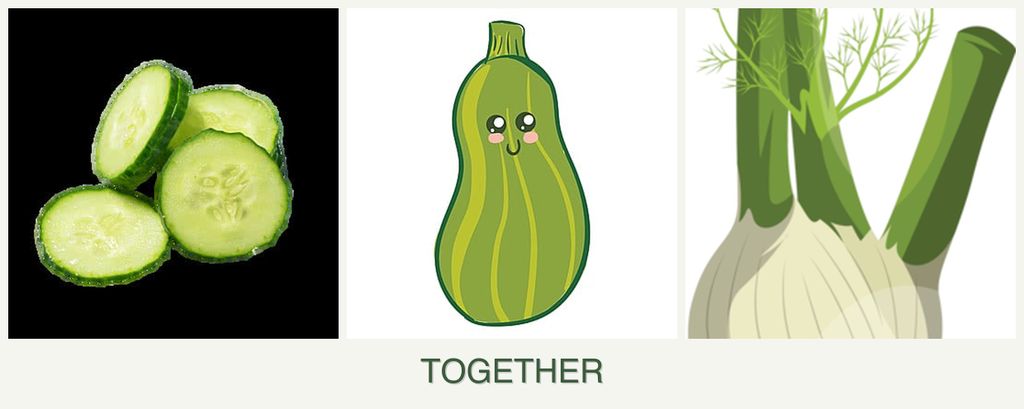 Can you plant cucumbers, zucchini and fennel together?