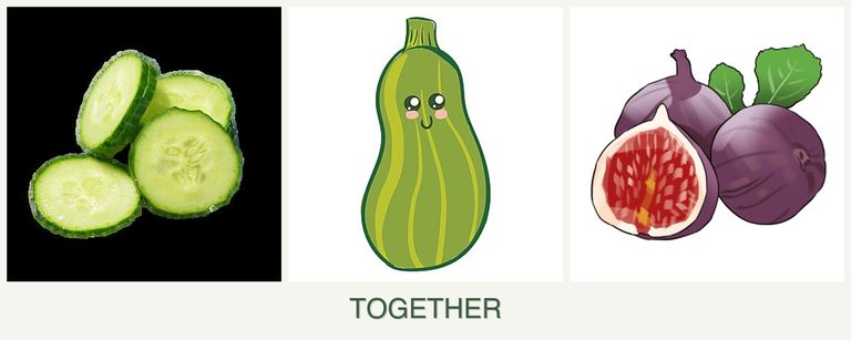 Can you plant cucumbers, zucchini and figs together?