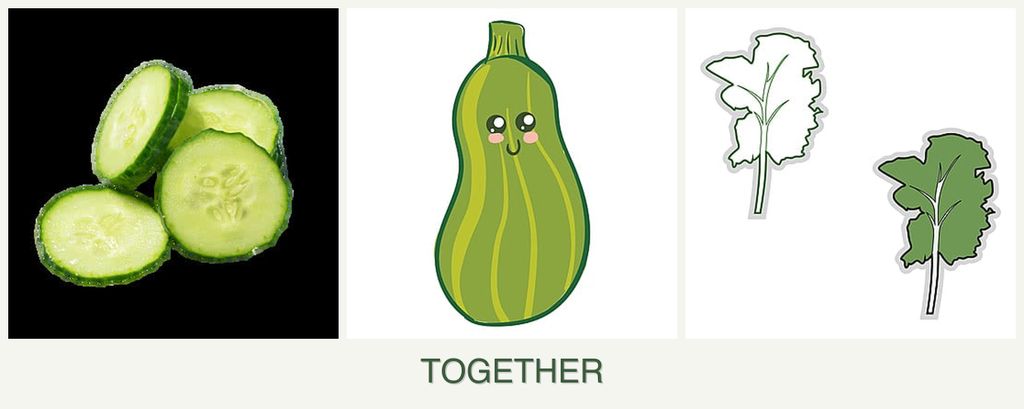 Can you plant cucumbers, zucchini and kale together?