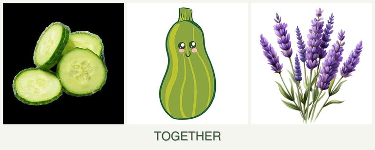 Can you plant cucumbers, zucchini and lavender together?