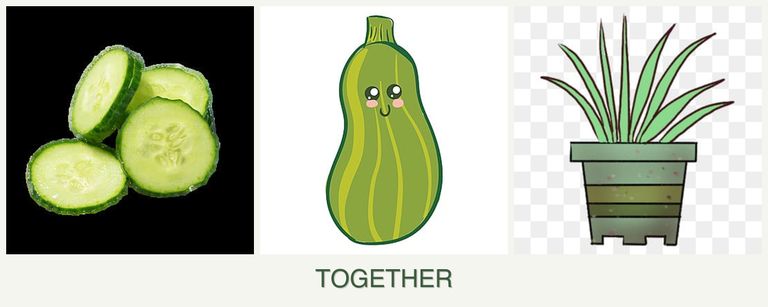 Can you plant cucumbers, zucchini and lemongrass together?