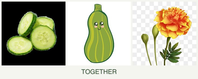 Can you plant cucumbers, zucchini and marigolds together?
