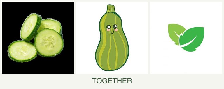 Can you plant cucumbers, zucchini and mint together?