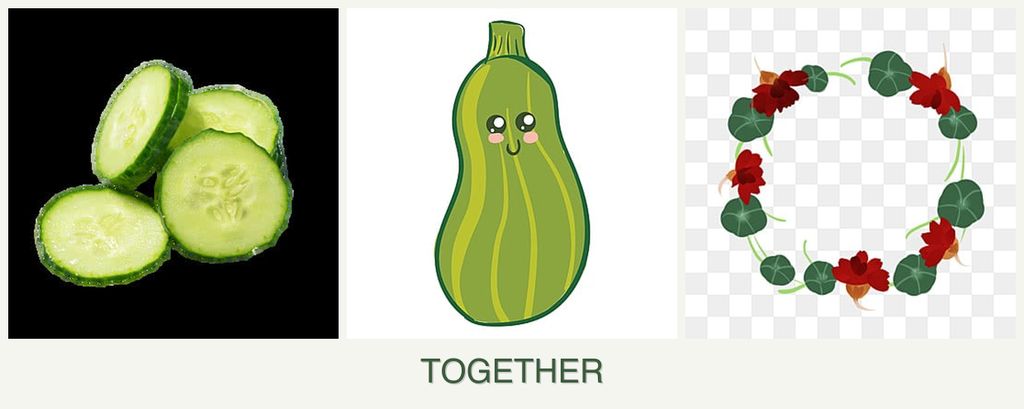 Can you plant cucumbers, zucchini and nasturtiums together?