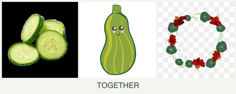 Can you plant cucumbers, zucchini and nasturtiums together?