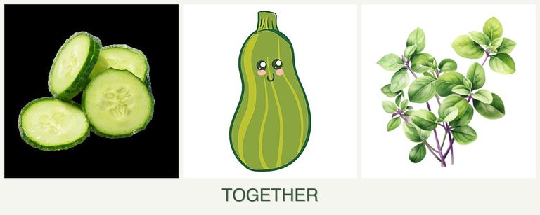 Can you plant cucumbers, zucchini and oregano together?