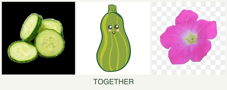 Can you plant cucumbers, zucchini and petunias together?