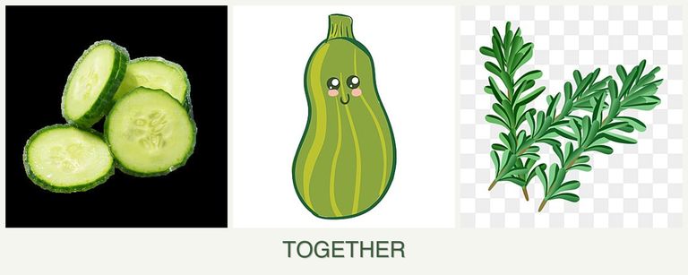 Can you plant cucumbers, zucchini and rosemary together?
