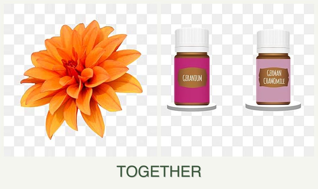 Can you plant dahlias and geraniums together?