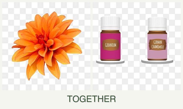 Can you plant dahlias and geraniums together?