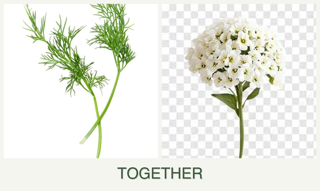 Can you plant dill and alyssum together?