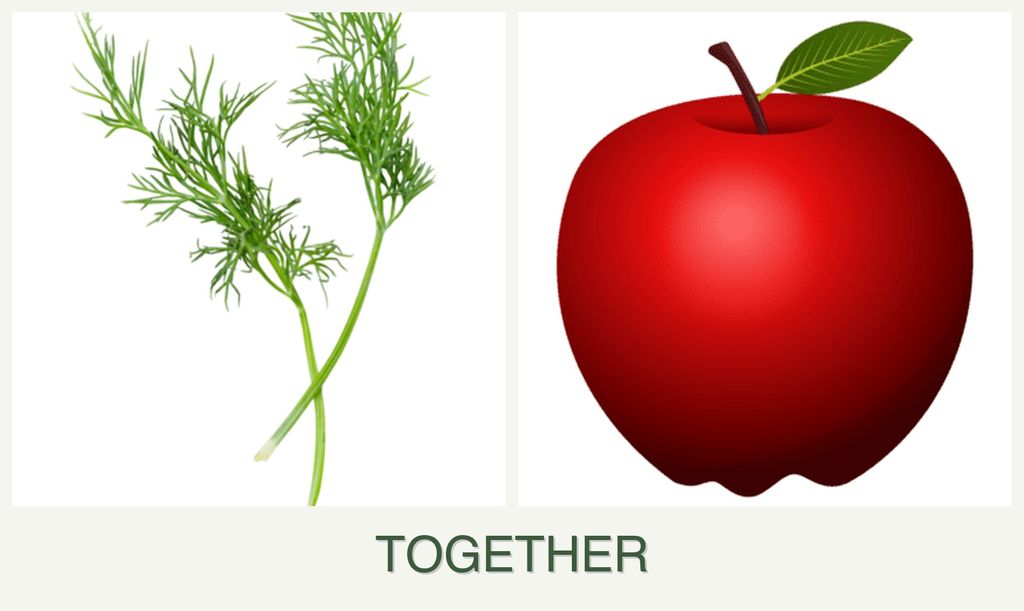 Can you plant dill and apples together?