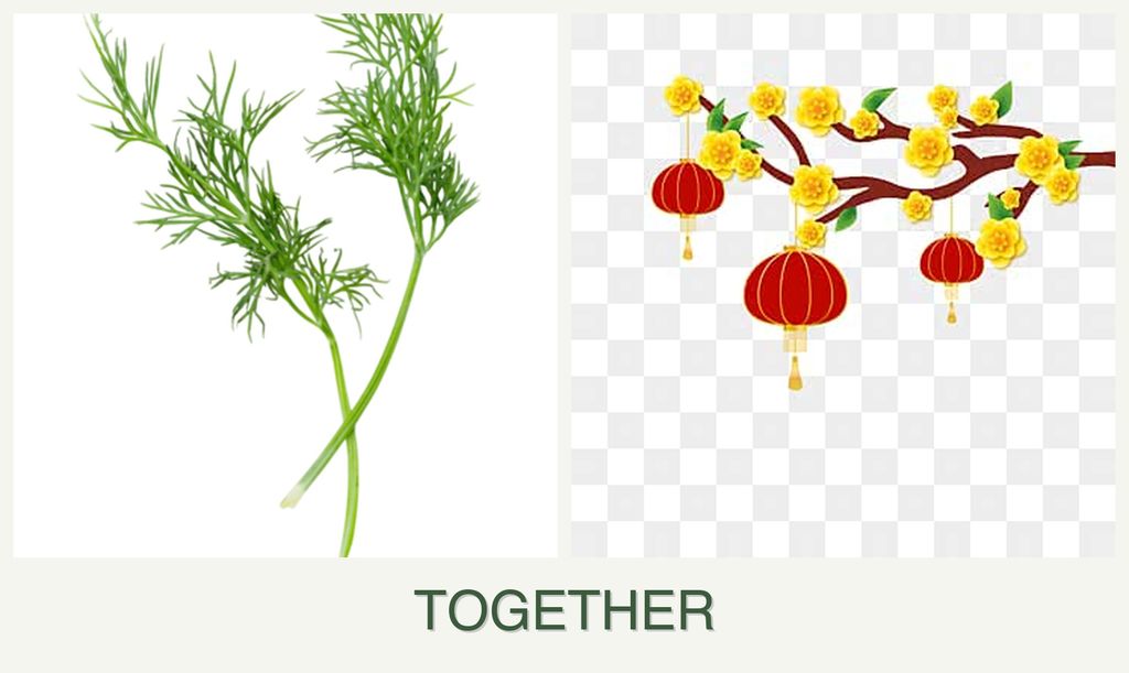 Can you plant dill and apricots together?