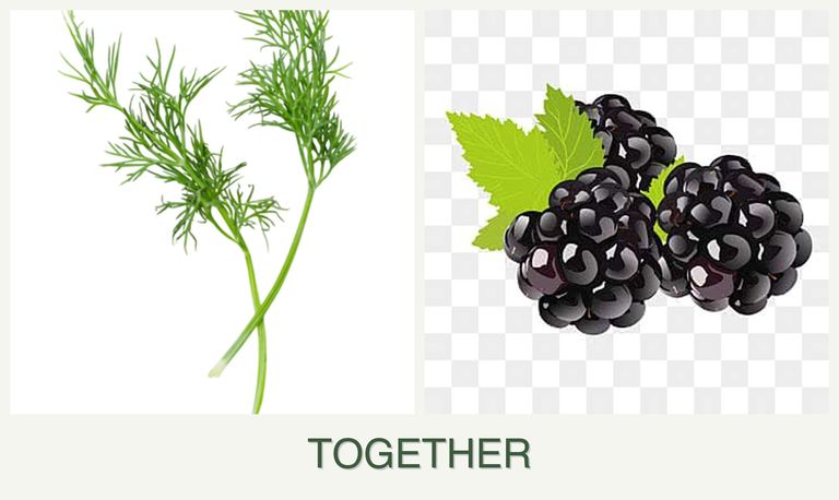 Can you plant dill and blackberries together?