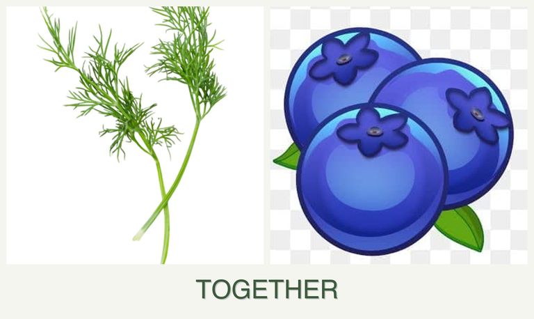 Can you plant dill and blueberries together?