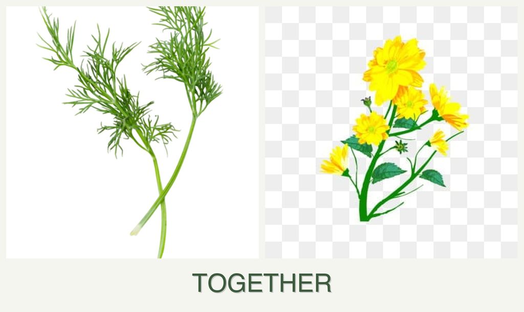 Can you plant dill and calendula together?