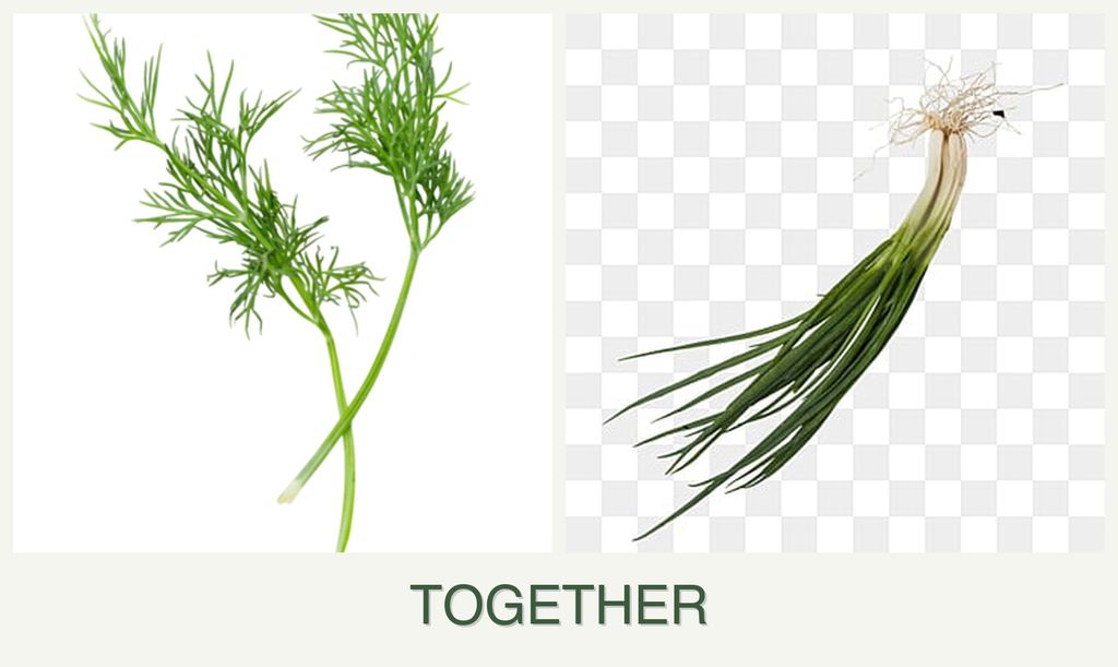 Can you plant dill and chives together?