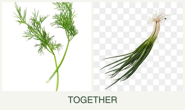 Can you plant dill and chives together?
