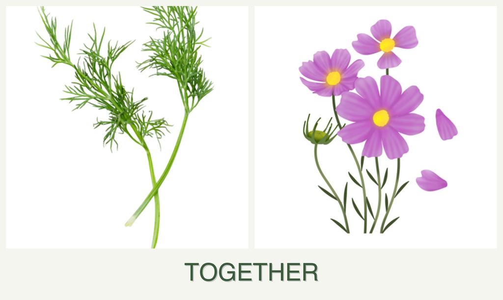 Can you plant dill and cosmos together?
