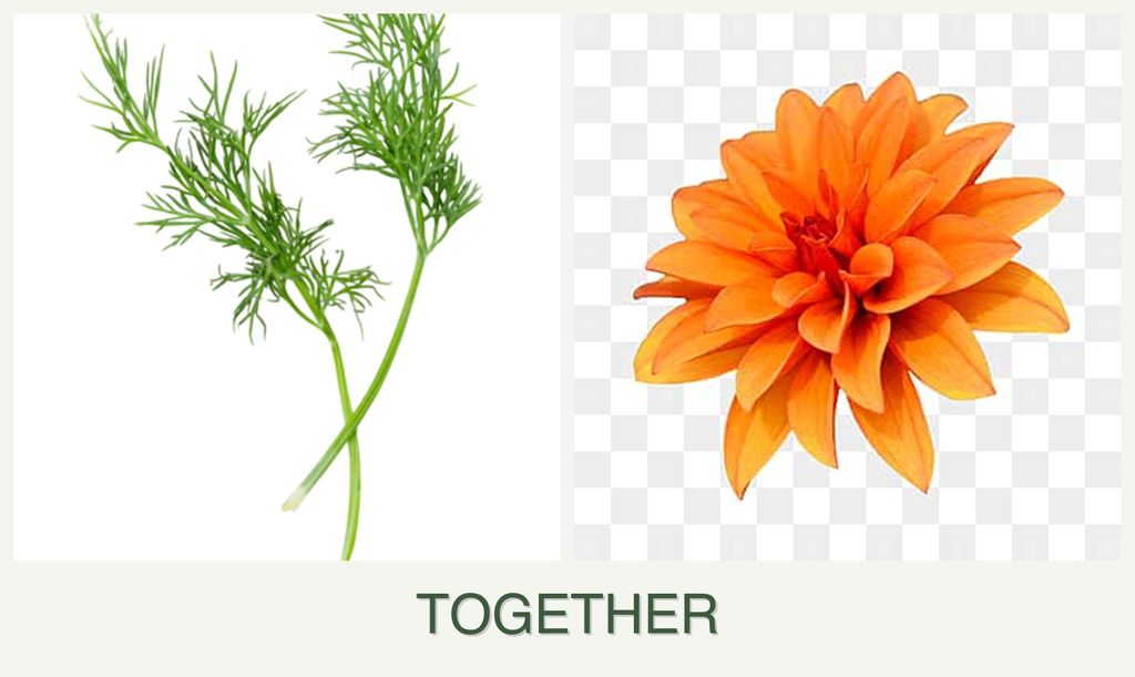Can you plant dill and dahlias together?