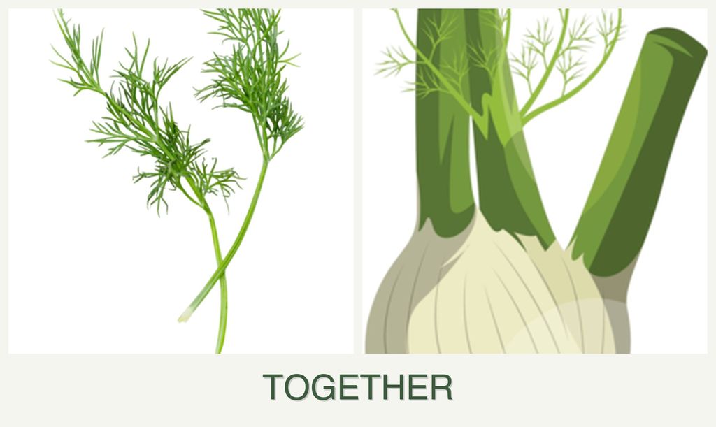 Can you plant dill and fennel together?