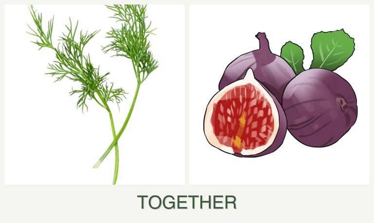 Can you plant dill and figs together?