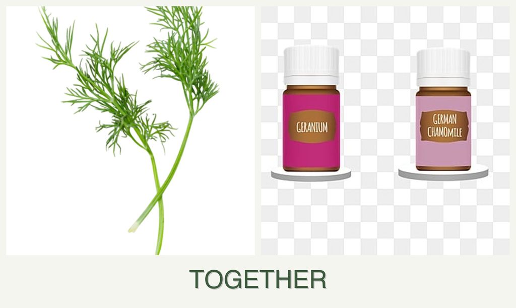 Can you plant dill and geraniums together?