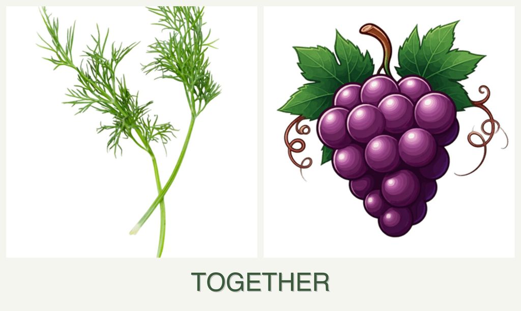 Can you plant dill and grapes together?