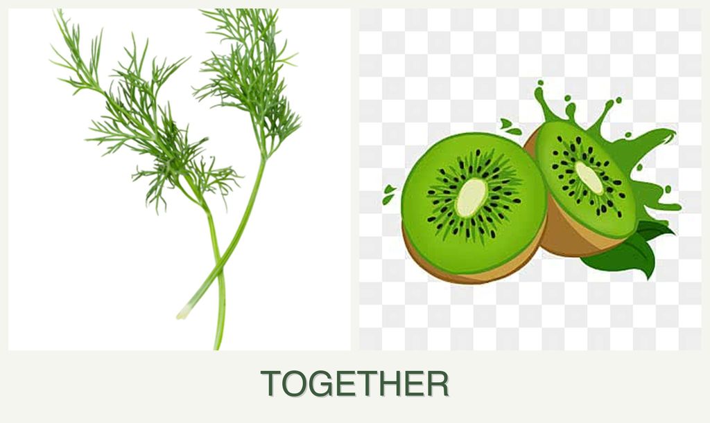 Can you plant dill and kiwi together?