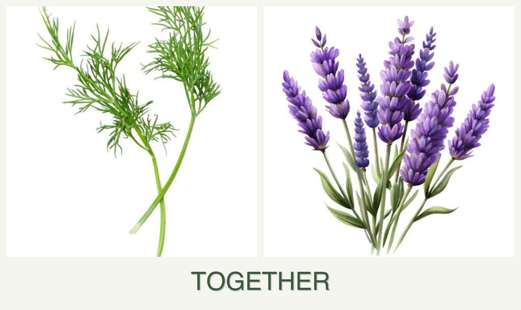 Can you plant dill and lavender together?