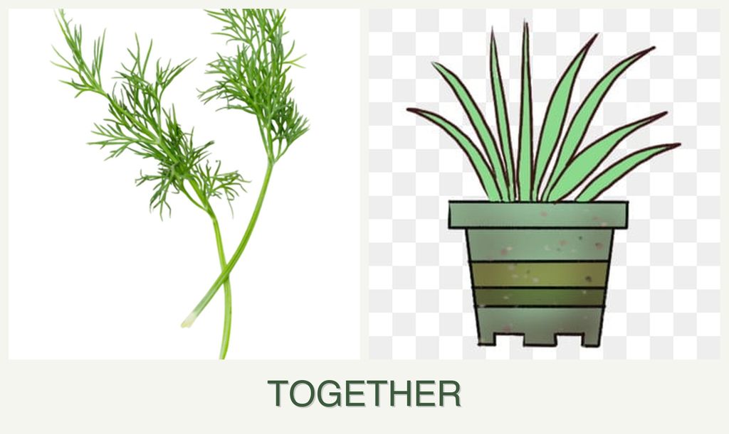 Can you plant dill and lemongrass together?
