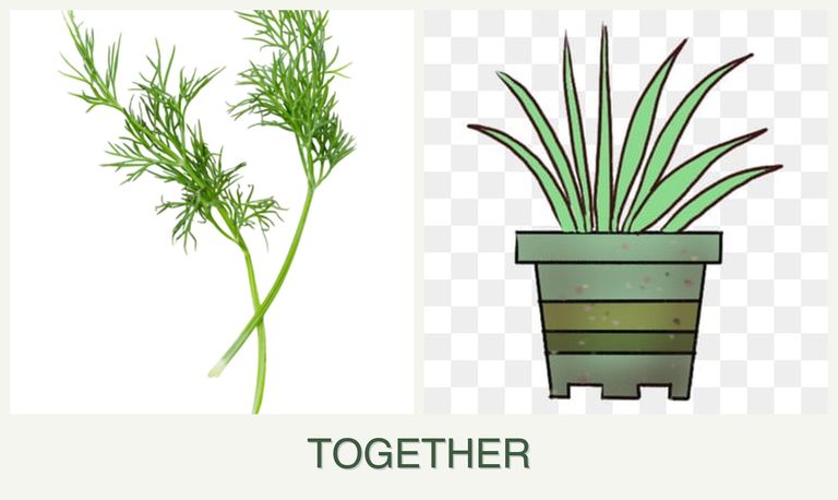 Can you plant dill and lemongrass together?