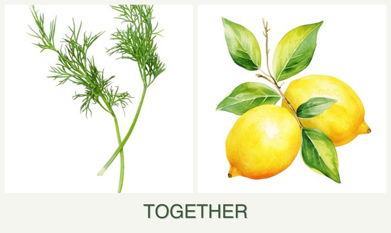 Can you plant dill and lemons together?