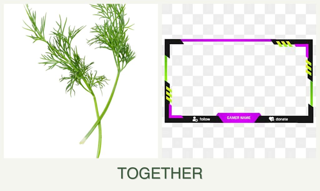Can you plant dill and limes together?