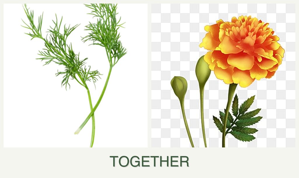 Can you plant dill and marigolds together?