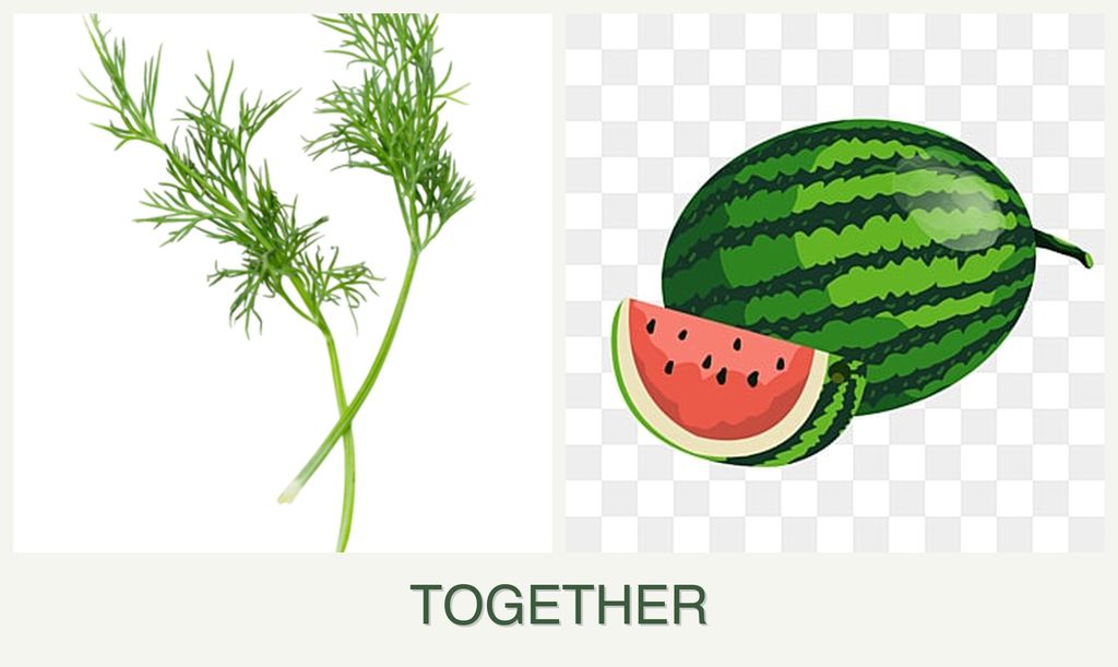 Can you plant dill and melons together?