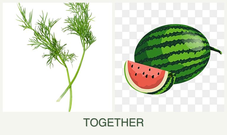 Can you plant dill and melons together?