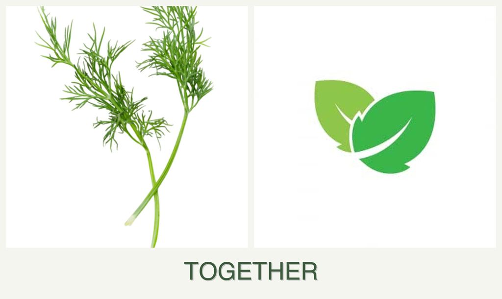 Can you plant dill and mint together?