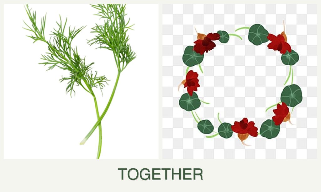Can you plant dill and nasturtiums together?